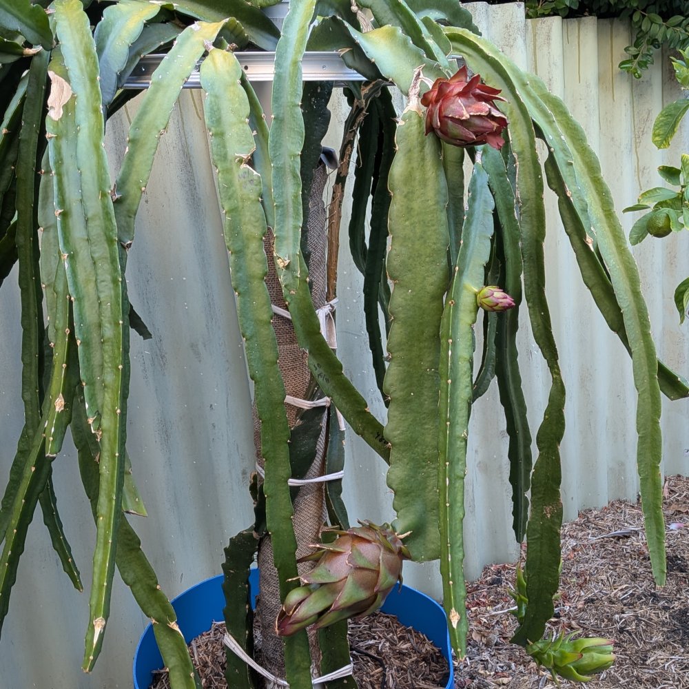 Picture of the whole plant